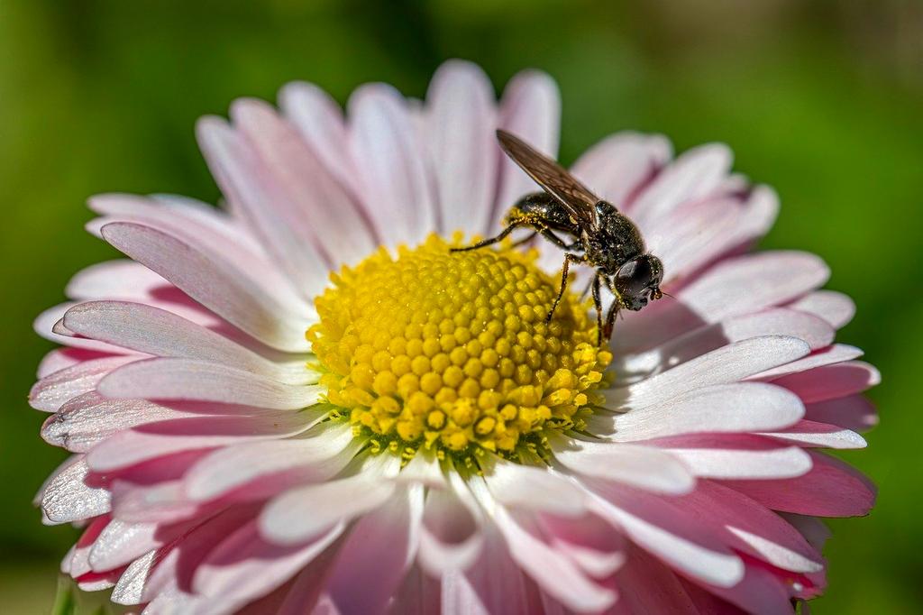Student mobile photography work showcase - nature macro